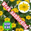 Bild von Sanvitalea P12 Actie Yellow
